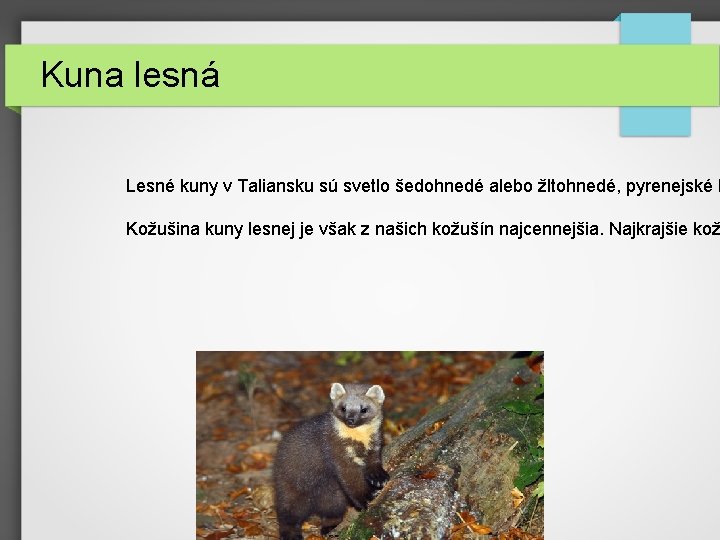 Kuna lesná Lesné kuny v Taliansku sú svetlo šedohnedé alebo žltohnedé, pyrenejské k Kožušina