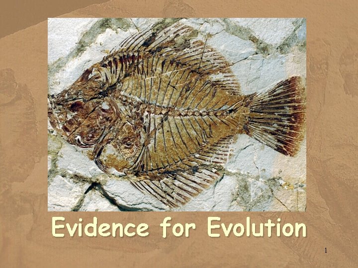 Evidence for Evolution 1 