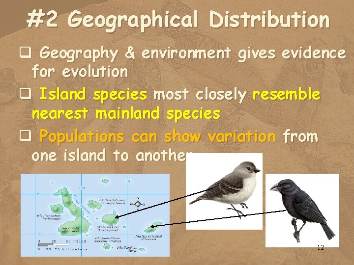 #2 Geographical Distribution q Geography & environment gives evidence for evolution q Island species