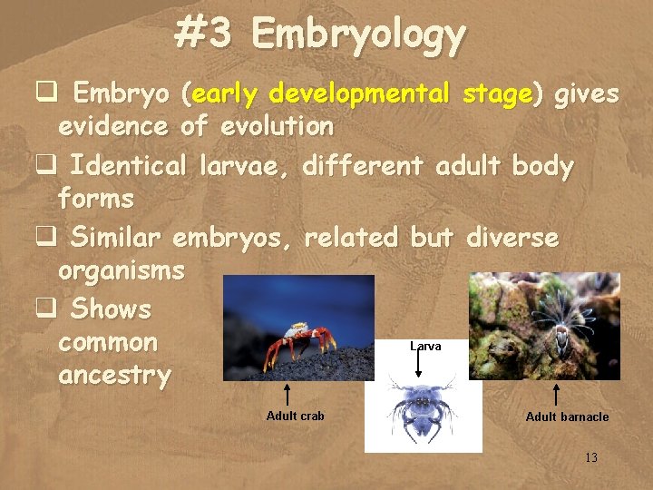 #3 Embryology q Embryo (early developmental stage) gives evidence of evolution q Identical larvae,