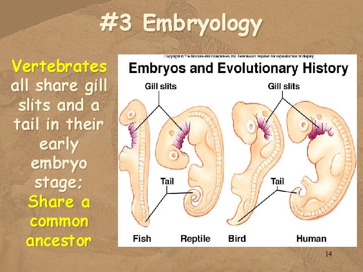 #3 Embryology Vertebrates all share gill slits and a tail in their early embryo