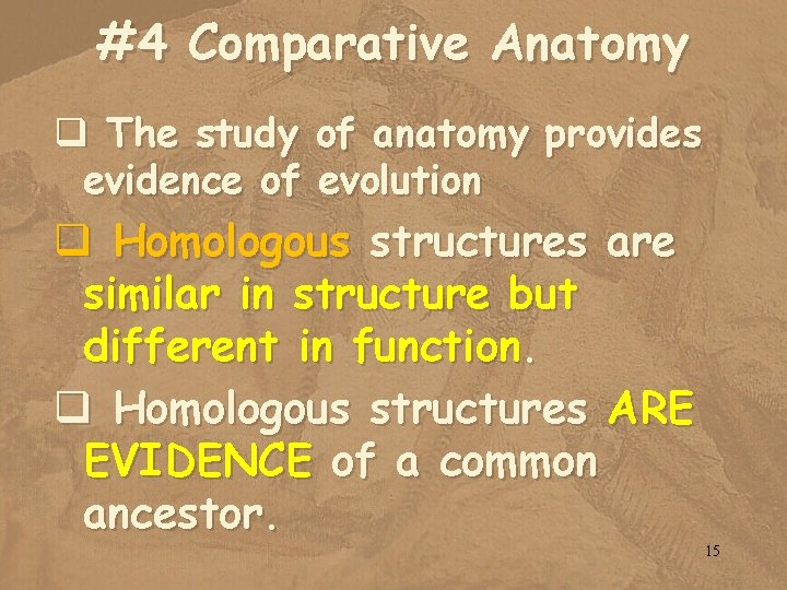 #4 Comparative Anatomy q The study of anatomy provides evidence of evolution q Homologous