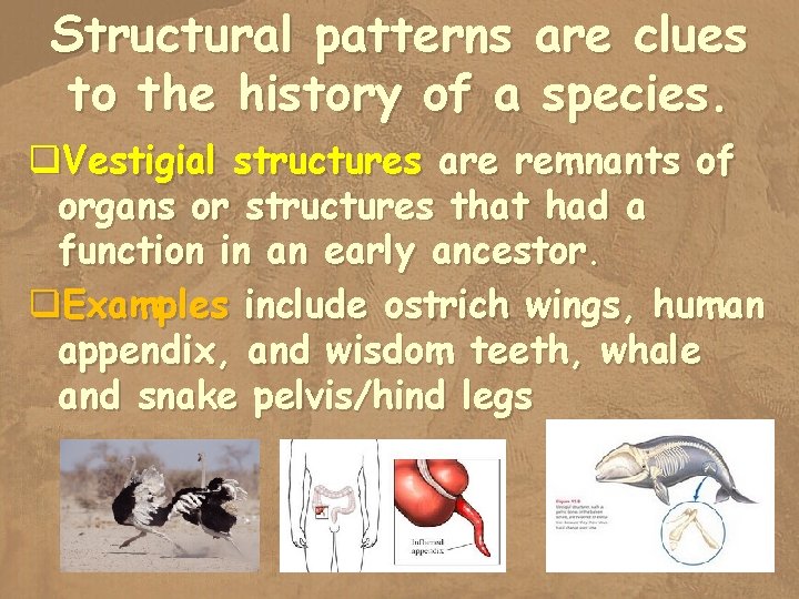 Structural patterns are clues to the history of a species. q. Vestigial structures are