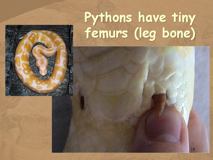 Pythons have tiny femurs (leg bone) 19 