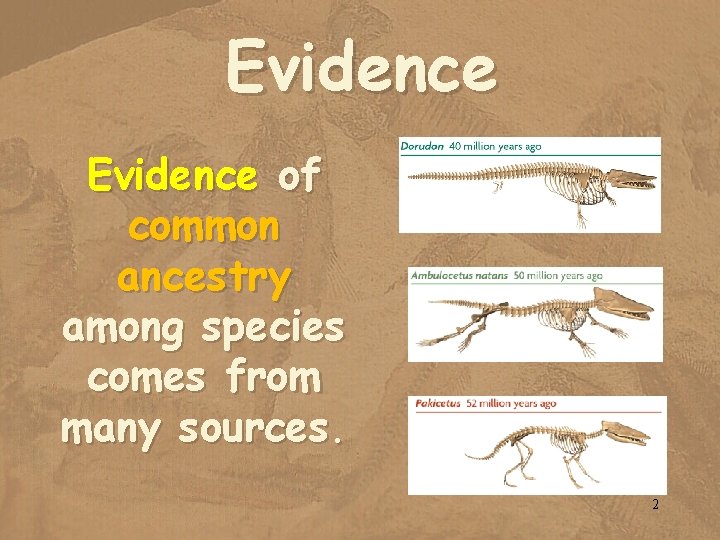 Evidence of common ancestry among species comes from many sources. 2 