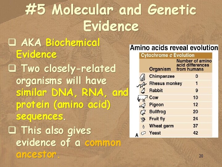 #5 Molecular and Genetic Evidence q AKA Biochemical Evidence q Two closely-related organisms will