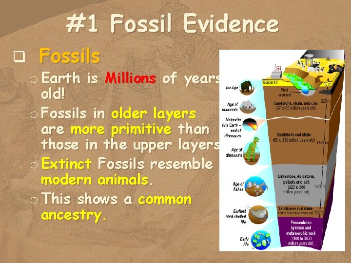 #1 Fossil Evidence q Fossils o Earth is Millions of years old! o Fossils