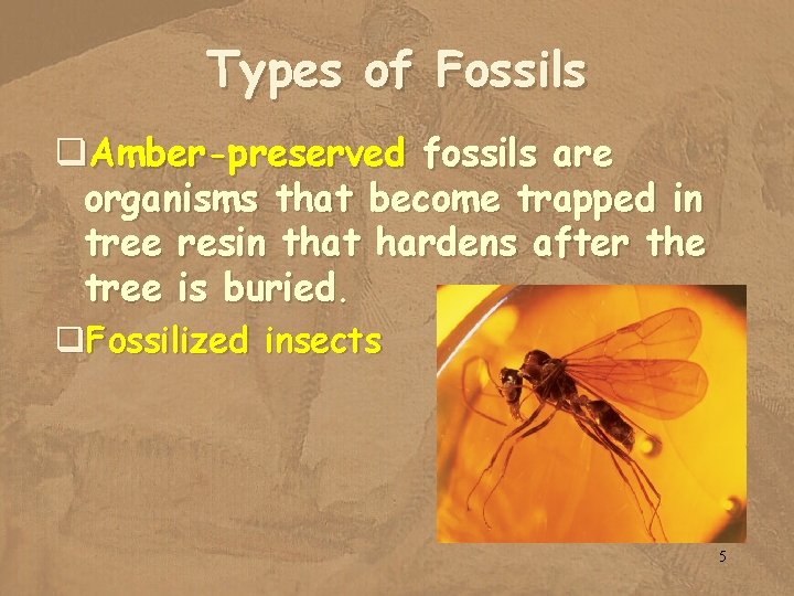Types of Fossils q. Amber-preserved fossils are organisms that become trapped in tree resin