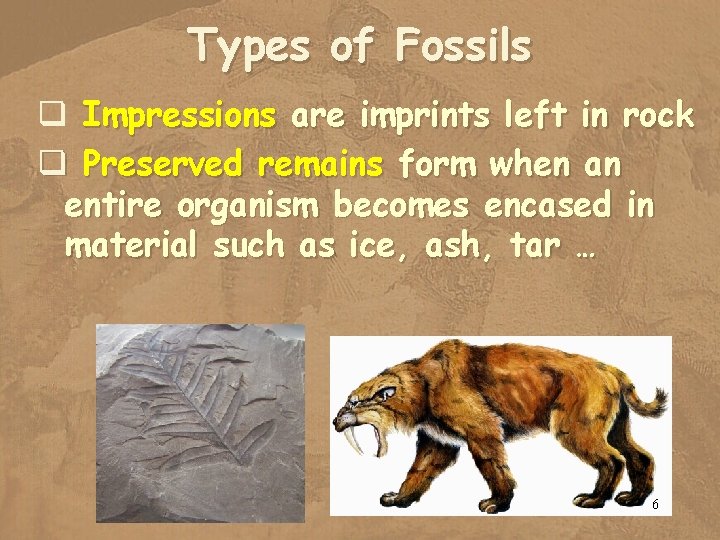 Types of Fossils q Impressions are imprints left in rock q Preserved remains form
