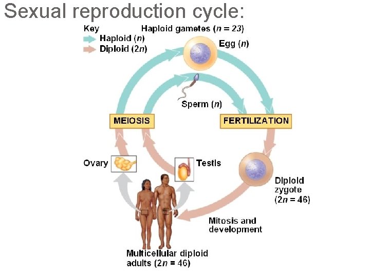 SEXUAL REPRODUCTION GENETIC INHERITANCE PHA Biology 9 Moretti
