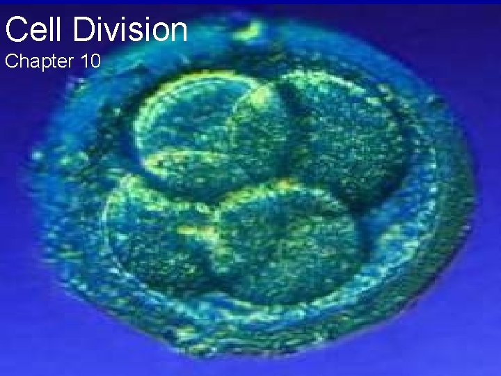 Cell Division Chapter 10 