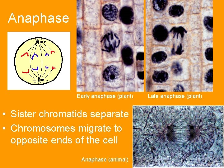 Anaphase Early anaphase (plant) • Sister chromatids separate • Chromosomes migrate to opposite ends