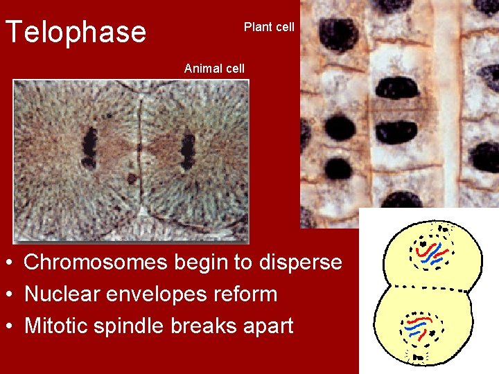 Telophase Plant cell Animal cell • Chromosomes begin to disperse • Nuclear envelopes reform