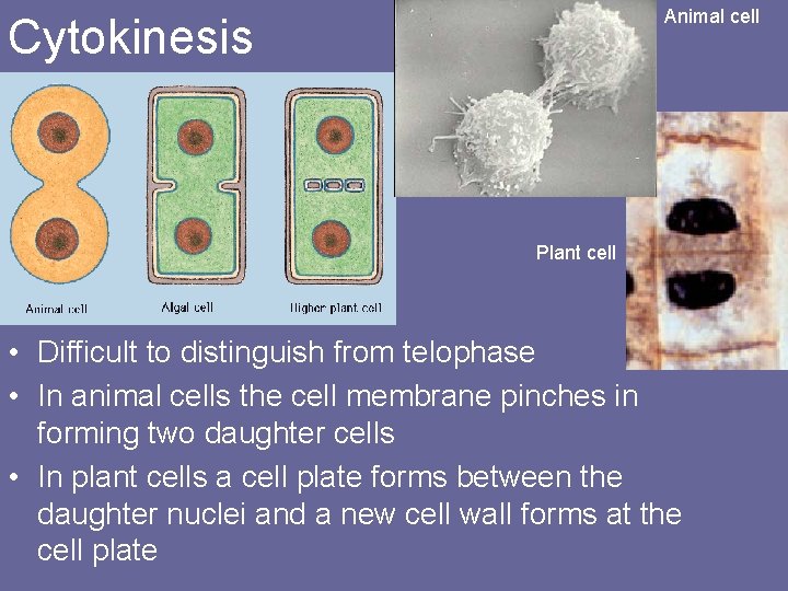 Animal cell Cytokinesis Plant cell • Difficult to distinguish from telophase • In animal