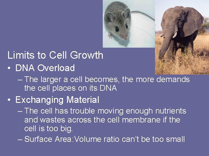 Limits to Cell Growth • DNA Overload – The larger a cell becomes, the