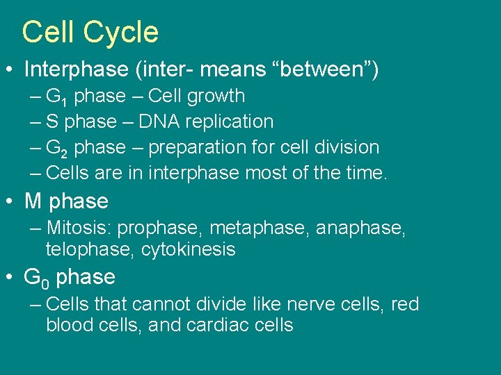 Cell Cycle • Interphase (inter- means “between”) – G 1 phase – Cell growth