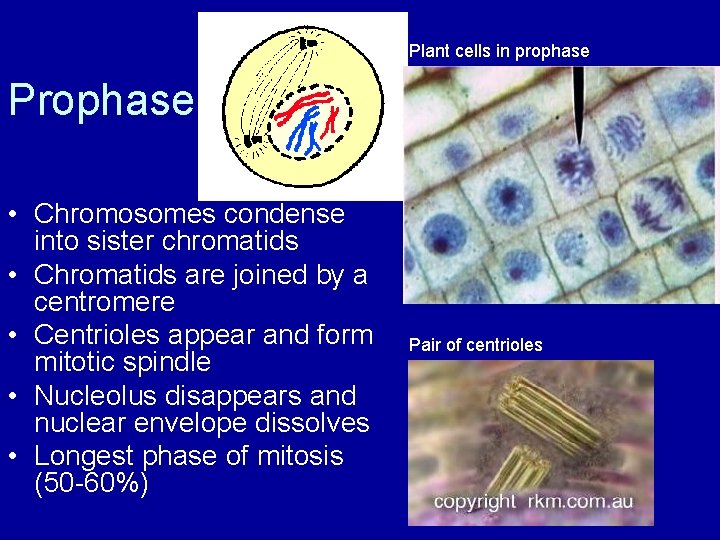 Plant cells in prophase Prophase • Chromosomes condense into sister chromatids • Chromatids are