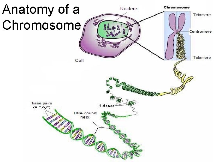 Anatomy of a Chromosome 