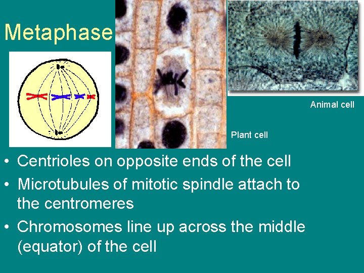 Metaphase Animal cell Plant cell • Centrioles on opposite ends of the cell •