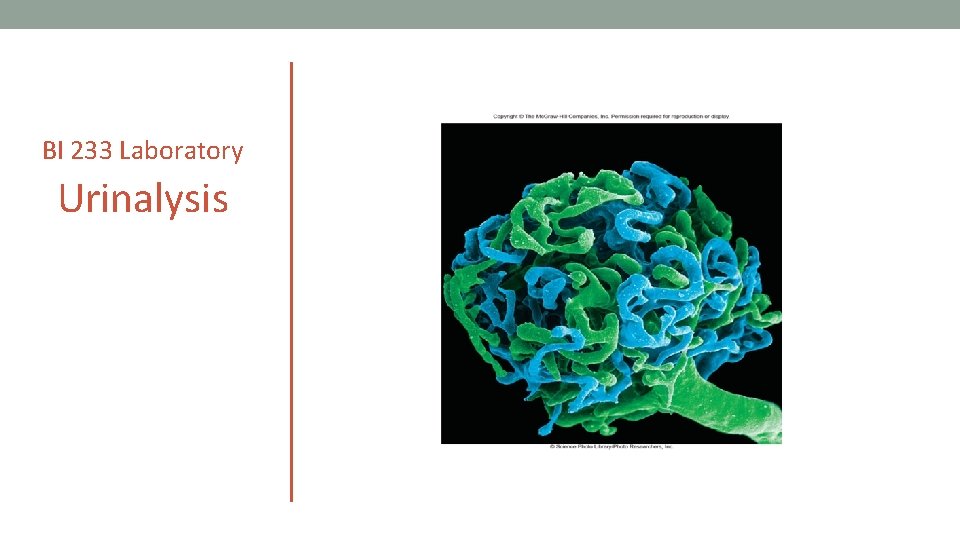 BI 233 Laboratory Urinalysis 