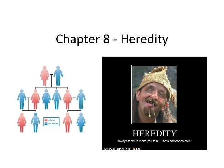 Chapter 8 - Heredity 