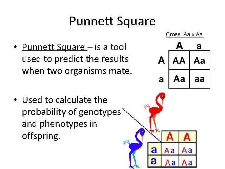 Punnett Square • Punnett Square – is a tool used to predict the results