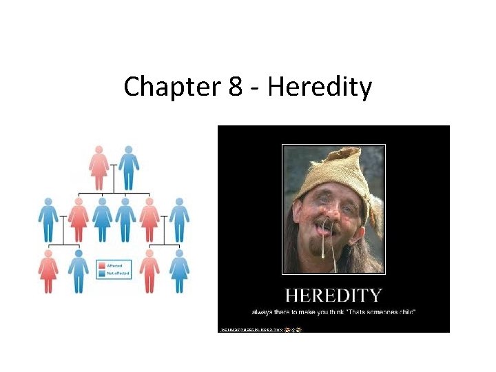 Chapter 8 - Heredity 