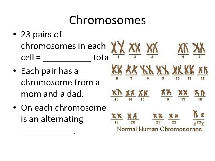 Chromosomes • 23 pairs of chromosomes in each cell = _____ total • Each