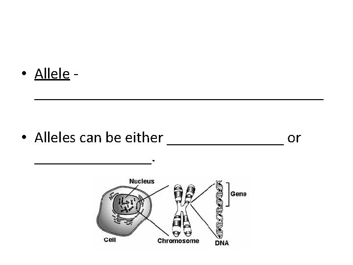  • Allele ___________________ • Alleles can be either ________ or ________. 