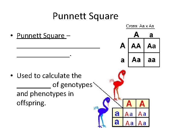 Punnett Square • Punnett Square – ___________. • Used to calculate the _____ of