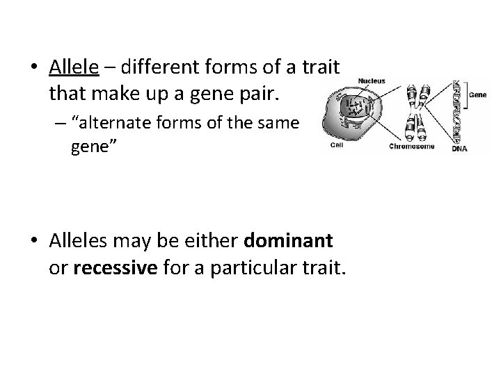 • Allele – different forms of a trait that make up a gene