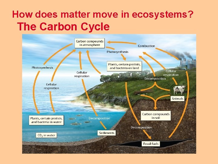 How does matter move in ecosystems? The Carbon Cycle 