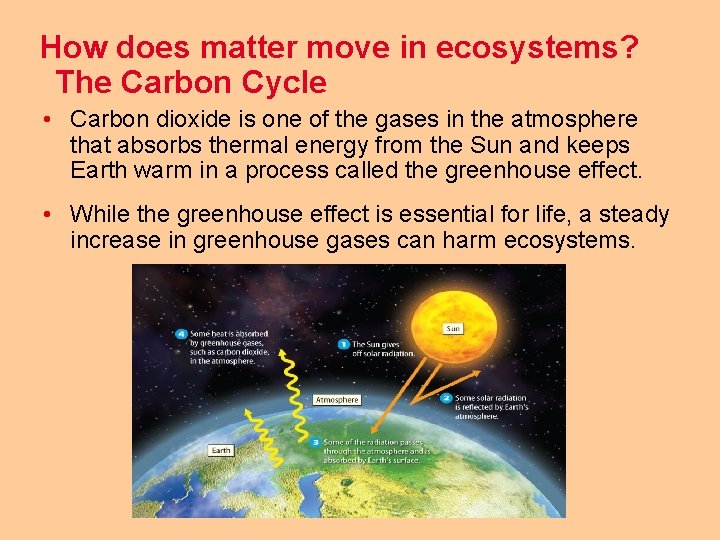 How does matter move in ecosystems? The Carbon Cycle • Carbon dioxide is one