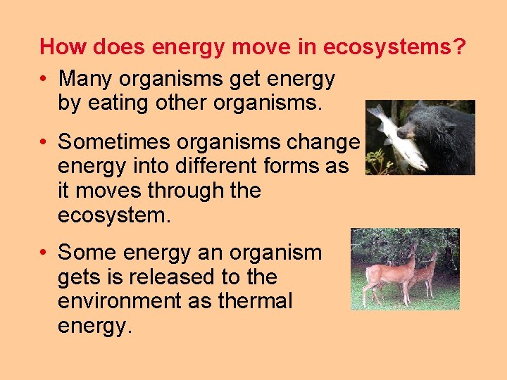 How does energy move in ecosystems? • Many organisms get energy by eating other