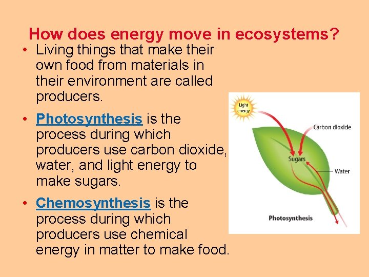 How does energy move in ecosystems? • Living things that make their own food