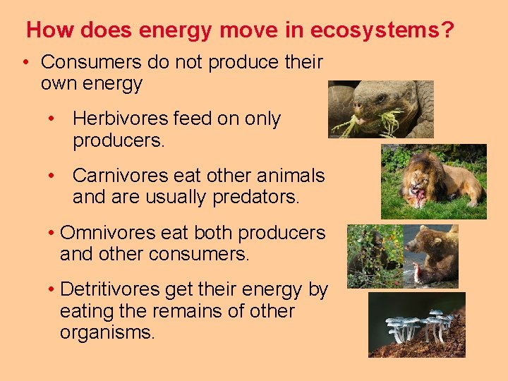 How does energy move in ecosystems? • Consumers do not produce their own energy