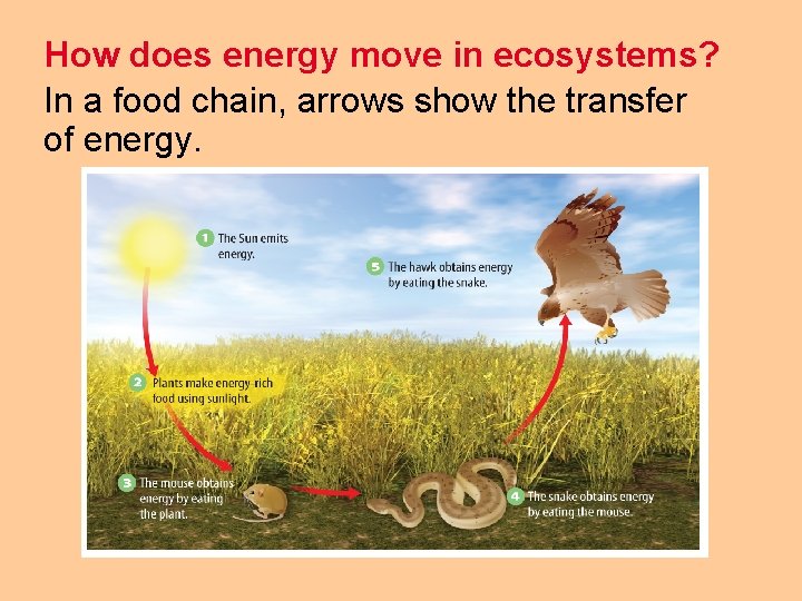 How does energy move in ecosystems? In a food chain, arrows show the transfer