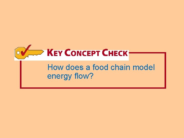How does a food chain model energy flow? 