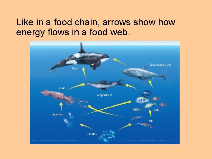 Like in a food chain, arrows show energy flows in a food web. 