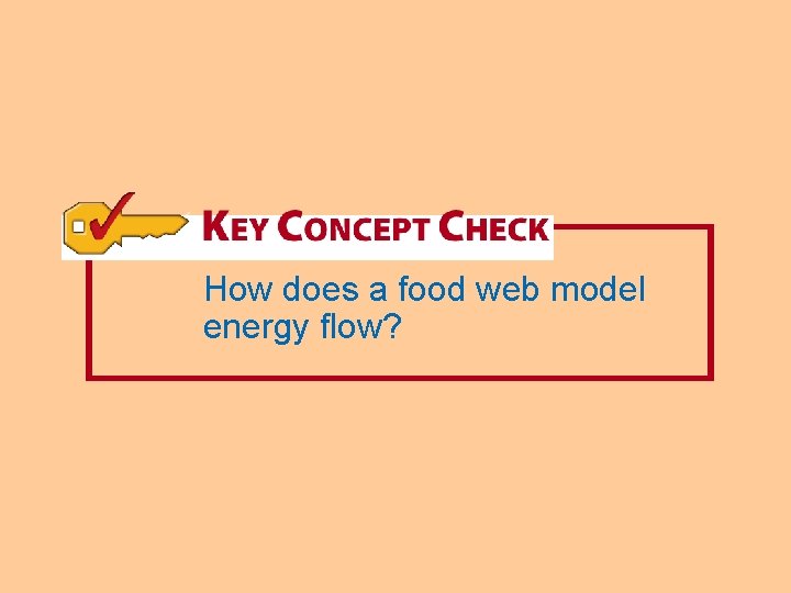 How does a food web model energy flow? 