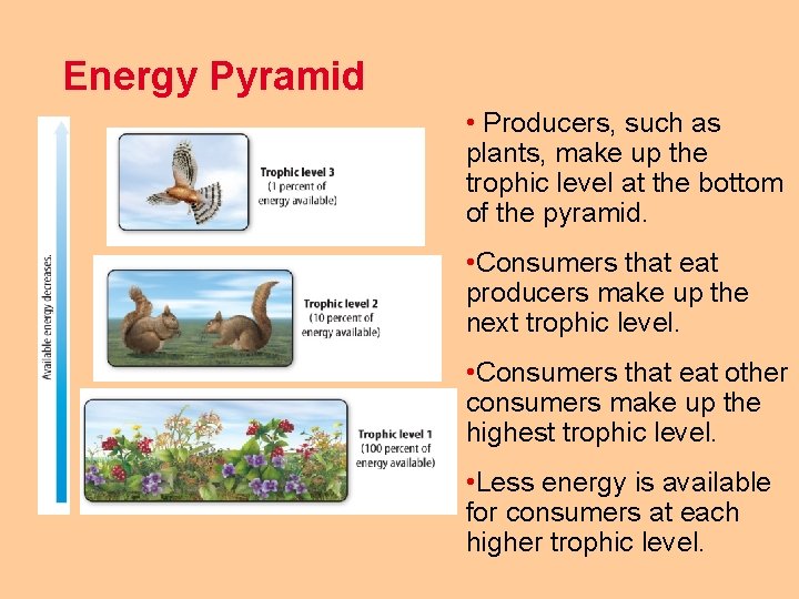 Energy Pyramid • Producers, such as plants, make up the trophic level at the