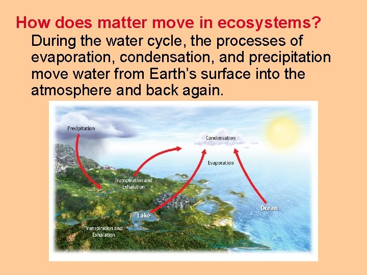 How does matter move in ecosystems? During the water cycle, the processes of evaporation,