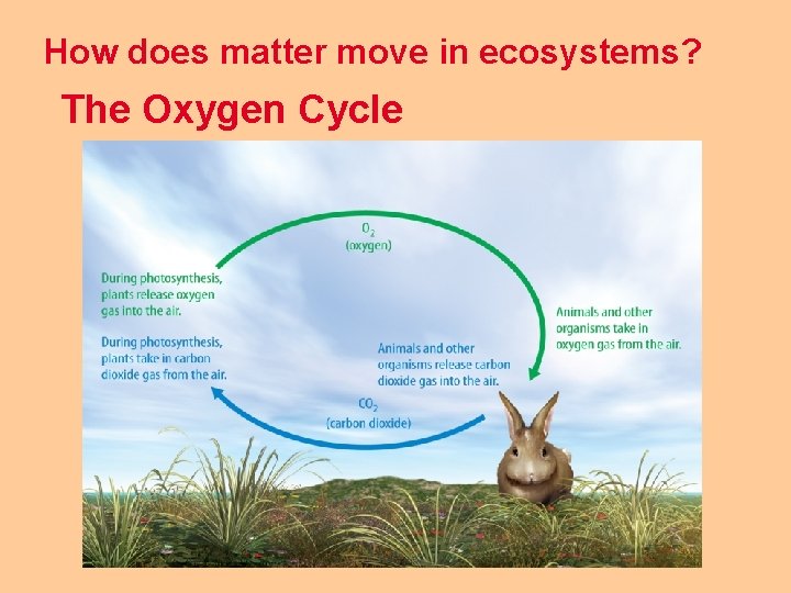 How does matter move in ecosystems? The Oxygen Cycle 