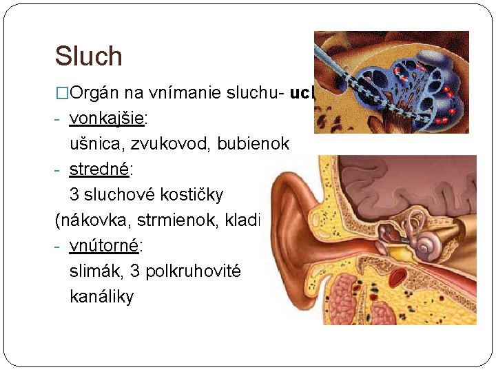 Sluch �Orgán na vnímanie sluchu- ucho: - vonkajšie: ušnica, zvukovod, bubienok - stredné: 3