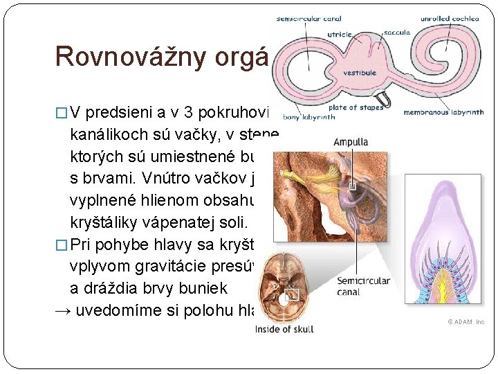 Rovnovážny orgán � V predsieni a v 3 pokruhovitých kanálikoch sú vačky, v stene