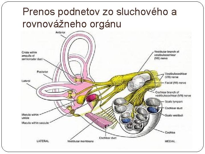 Prenos podnetov zo sluchového a rovnovážneho orgánu 