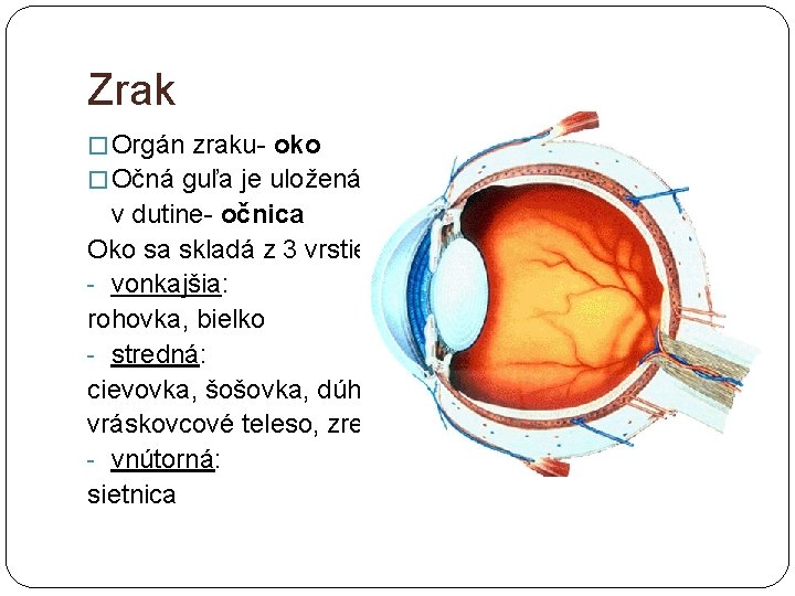 Zrak � Orgán zraku- oko � Očná guľa je uložená v dutine- očnica Oko