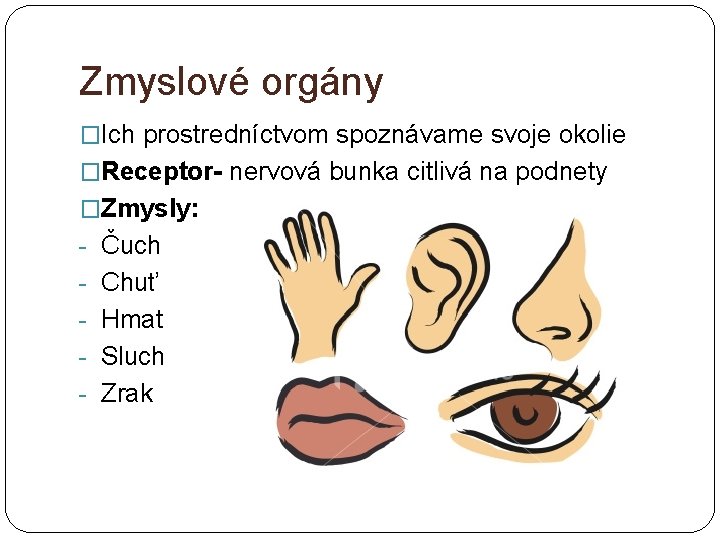 Zmyslové orgány �Ich prostredníctvom spoznávame svoje okolie �Receptor- nervová bunka citlivá na podnety �Zmysly: