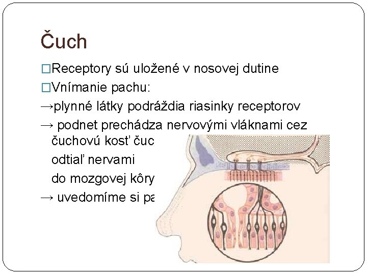 Čuch �Receptory sú uložené v nosovej dutine �Vnímanie pachu: →plynné látky podráždia riasinky receptorov