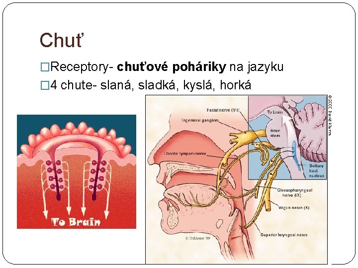 Chuť �Receptory- chuťové poháriky na jazyku � 4 chute- slaná, sladká, kyslá, horká 